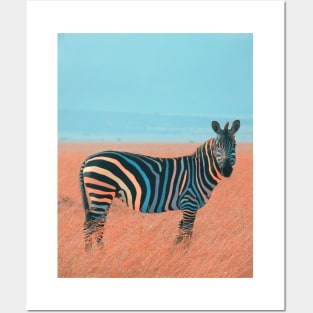 Colorful Zebra Posters and Art